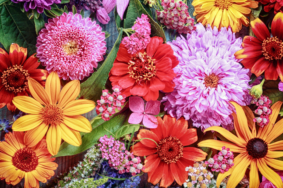 das verrät deine lieblingsblume über dich