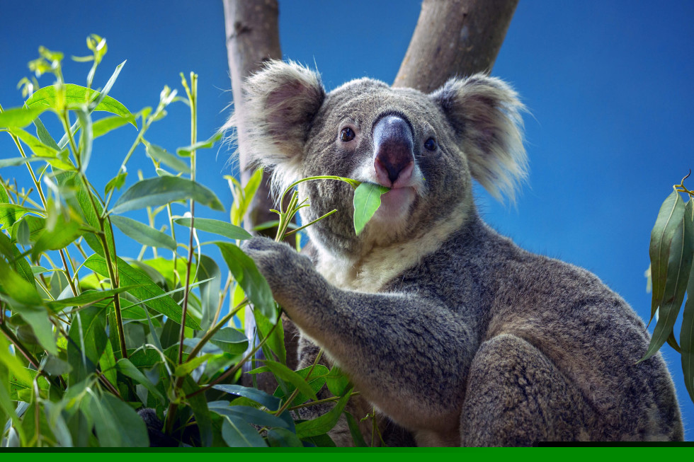 eukalyptus - warum ist er bei koalas beliebt und warum bei manna?