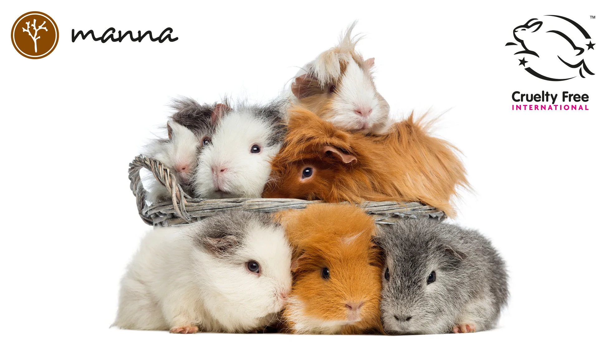 Морские свинки и коты. Морские свинки. Ангорская морская свинка. Новогодние животные. Морские свинки милые белые.