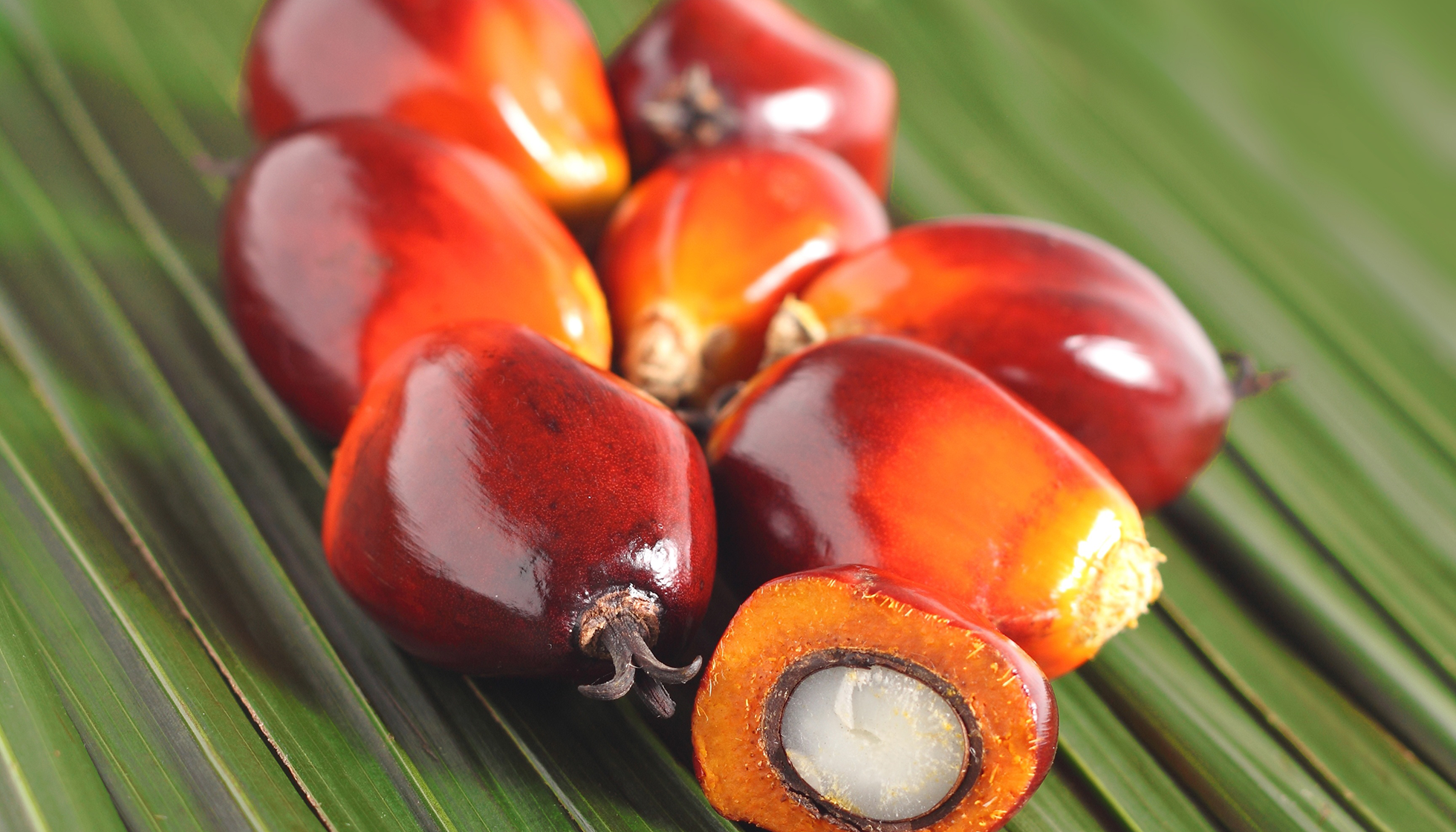 Экспортеры плоды масличной пальмы. Пальмовое масло плоды. Лидер по валам сбору плодов масляной пальмы. Как выглядит плод пальмы из которого делают жир.